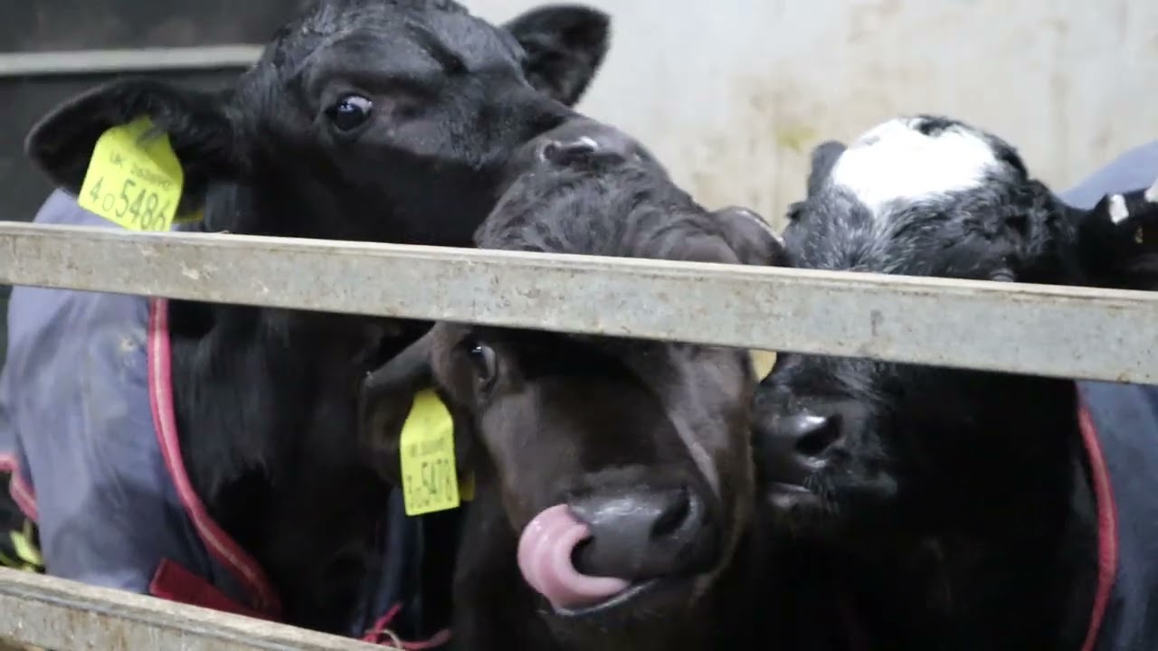 Meet our Herdsperson