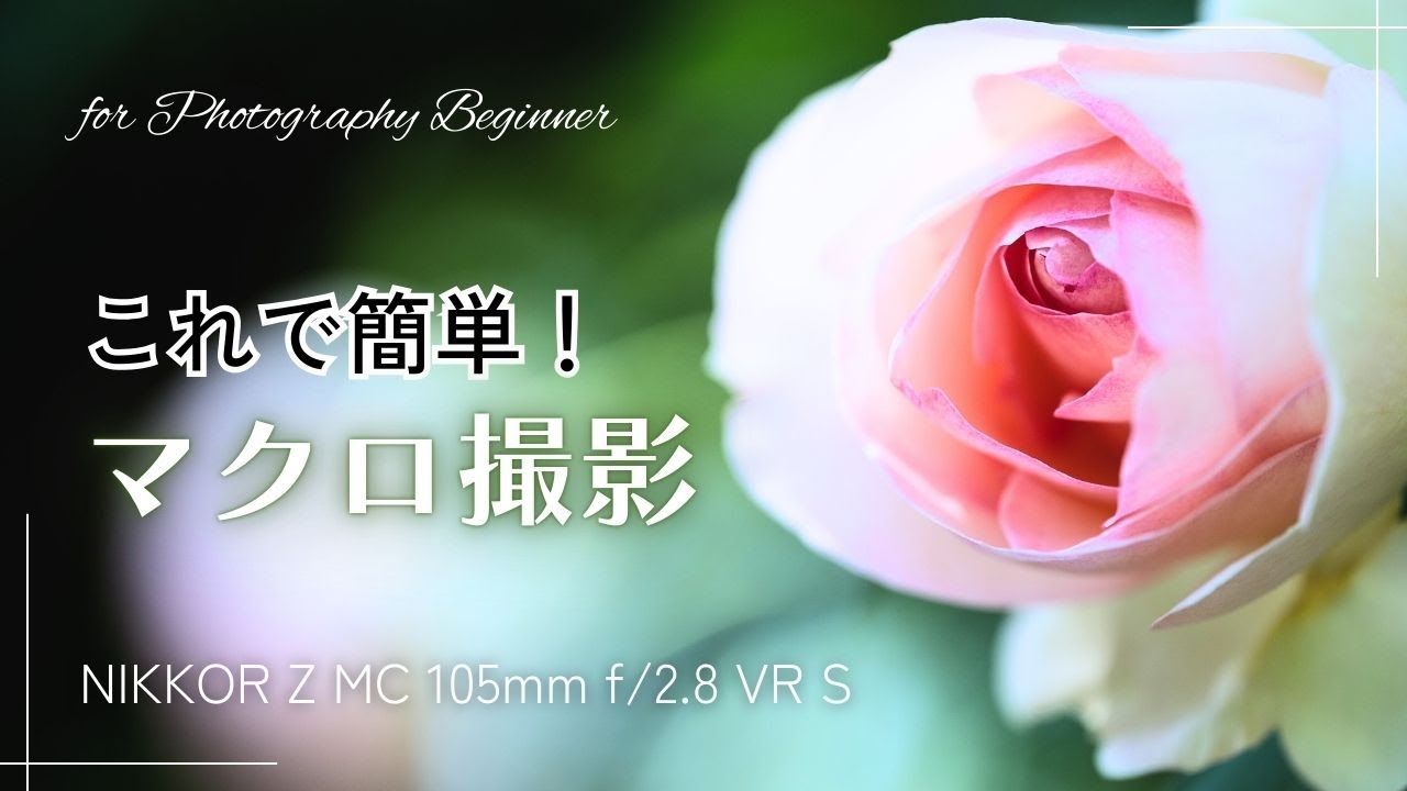 【初心者必見】マクロレンズで花撮影！の命中率を上げるためのコツを説明します
