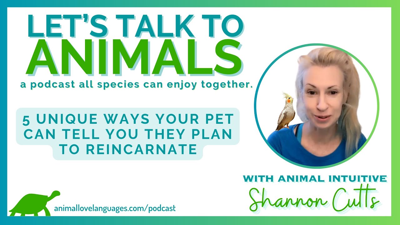 Five Unique Ways Your Pet Can Tell You They Plan to Reincarnate