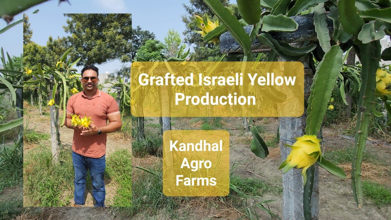 Israeli yellow Dragon fruit at our Farm Kandhal Agro Farms ਪੀਲਾ ਡ੍ਰੈਗਨ ਫਰੂਟ पीला ड्रैगन फ्रूट