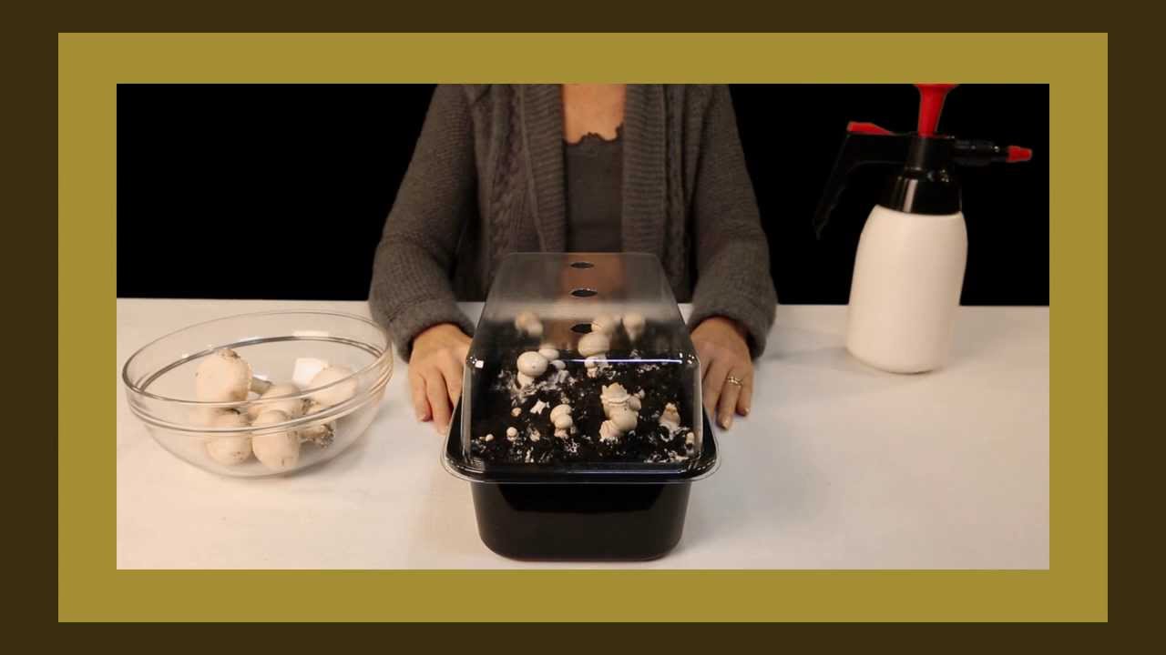 Champignons kweken - MiniChamp kweekset