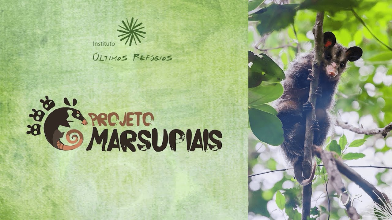 Conheça o Projeto Marsupiais - Últimos Refúgios na Tv Ambiental Ep. 60