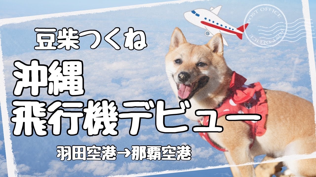 【犬と沖縄旅行】犬と飛行機に乗る方法をまとめました♡レンタカー情報も◎