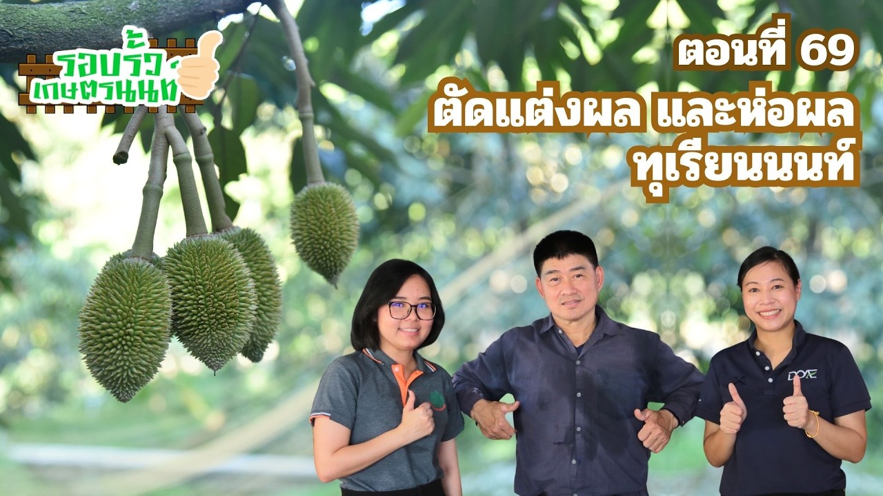 รายการรอบรั้วเกษตรนนท์ตอนที่ 69 ตัดแต่งผลและห่อผลทุเรียนนนท์