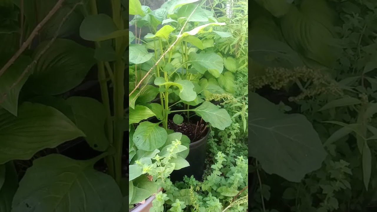 LITFM - Perennial Ground Cherry