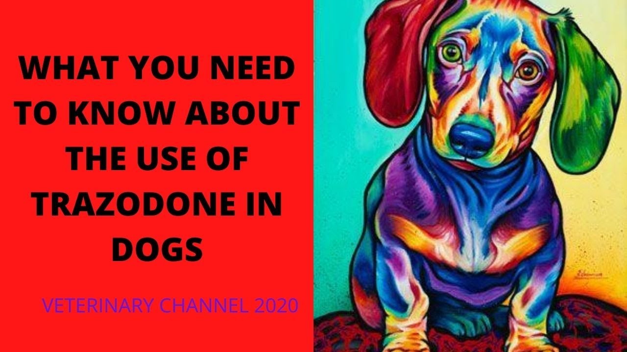 What You Need To Know About The Use Of Trazodone In Dogs
