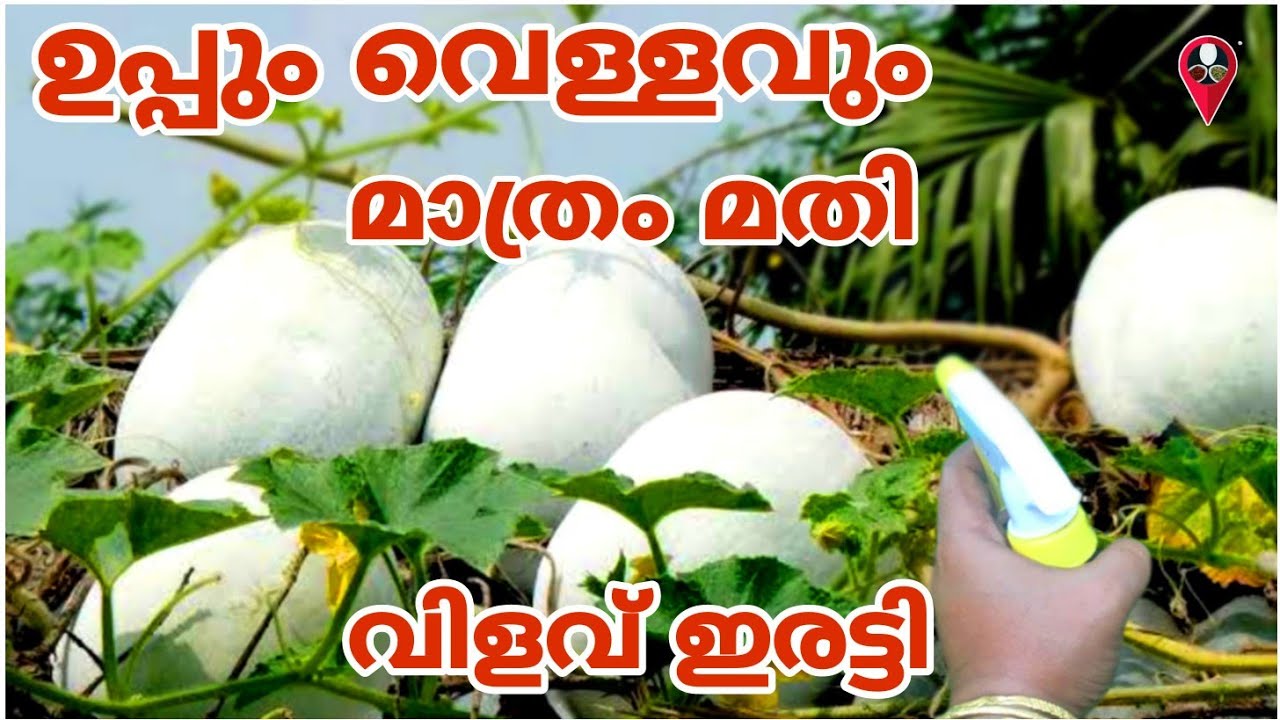 ഉപ്പും വെള്ളവും കൊണ്ട് ചെടികളിലെ വലിയൊരു പ്രശ്നം പരിഹരിക്കാം | Save krishi cultivation simple tips