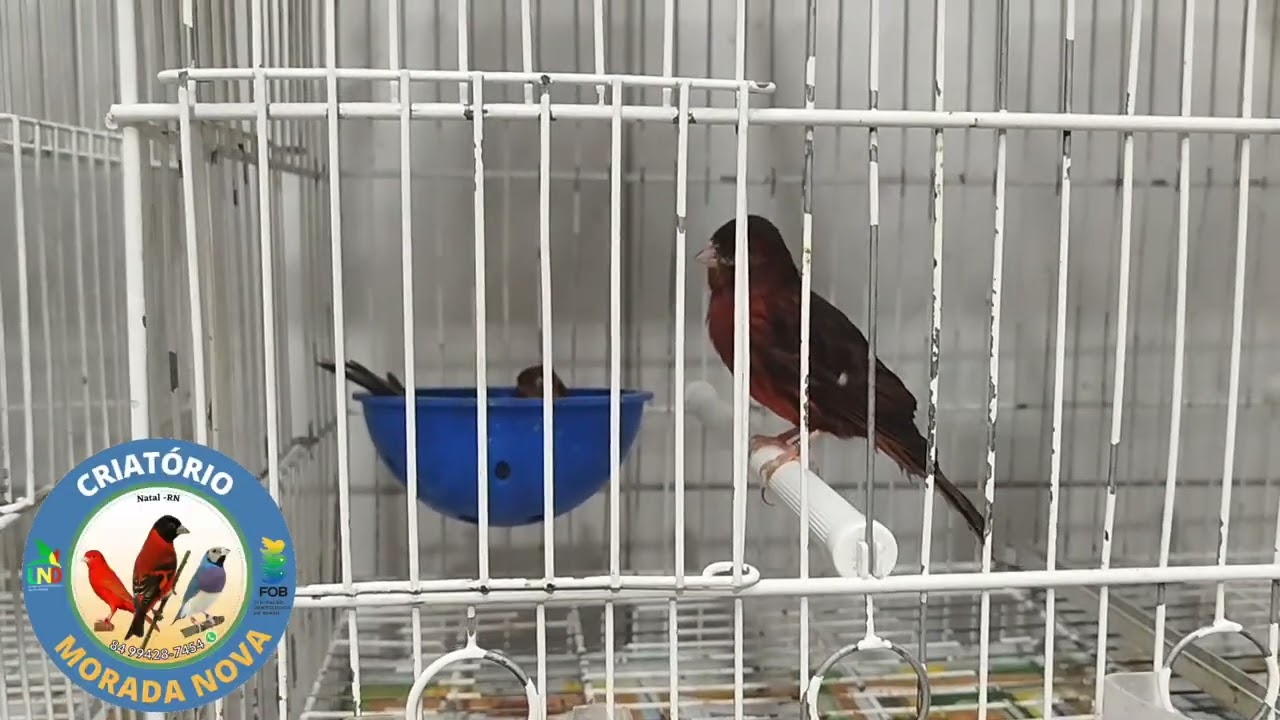 Preço de aves