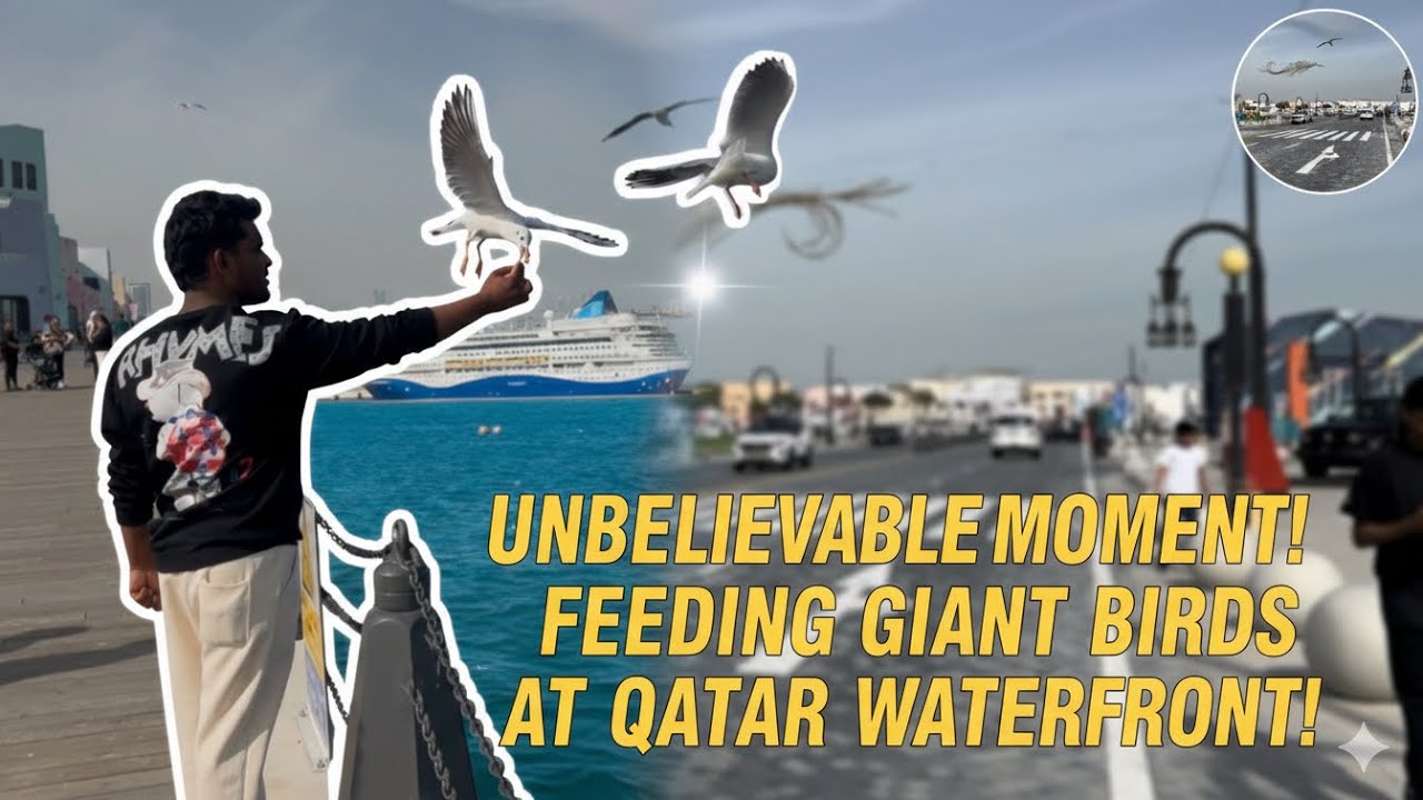 Feeding the giant birds at Qatar Waterfront! ✨😍 @FarhanMalik_vlog 