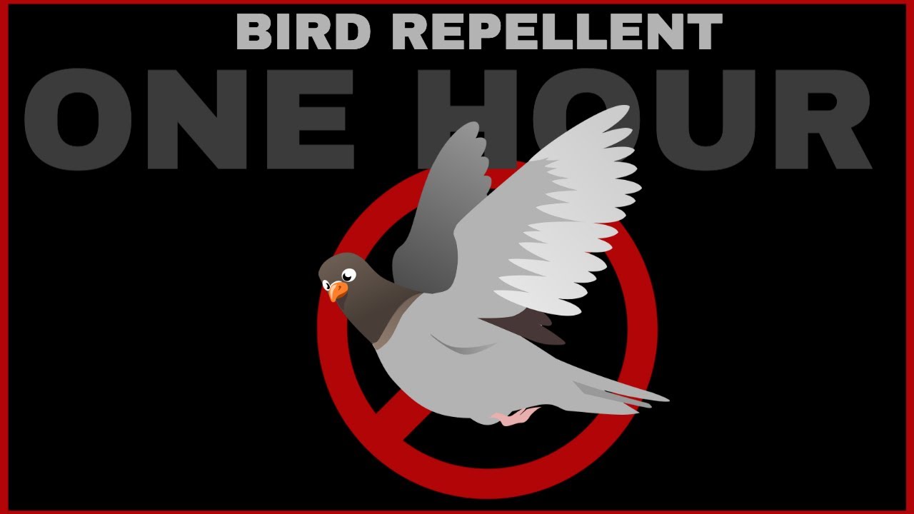 Bird Repellent Sound