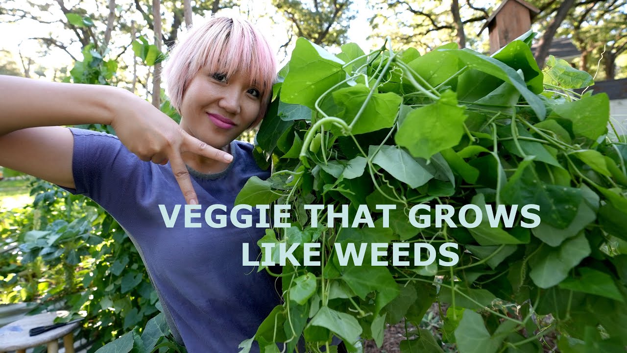 This plant grows like crazy | Tindora Vine, Ivy Gourd