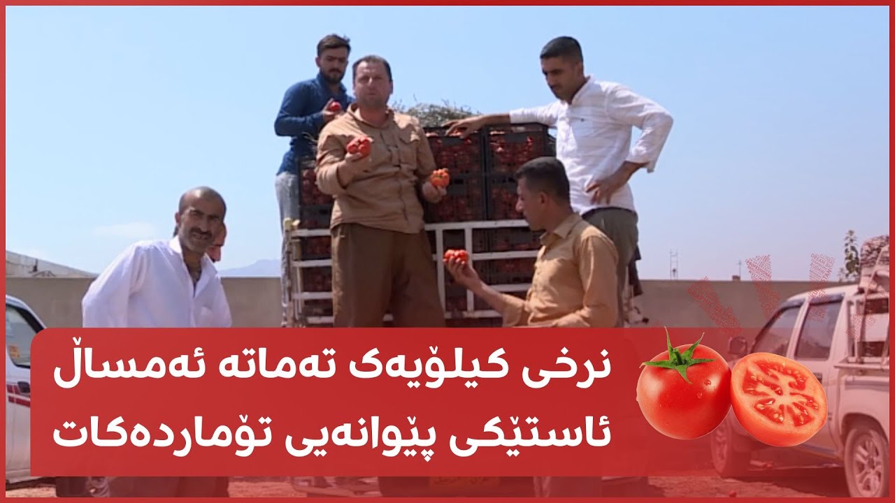 نرخی کیلۆیەک تەماتە ئەمساڵ ئاستێکی پێوانەیی تۆماردەکات