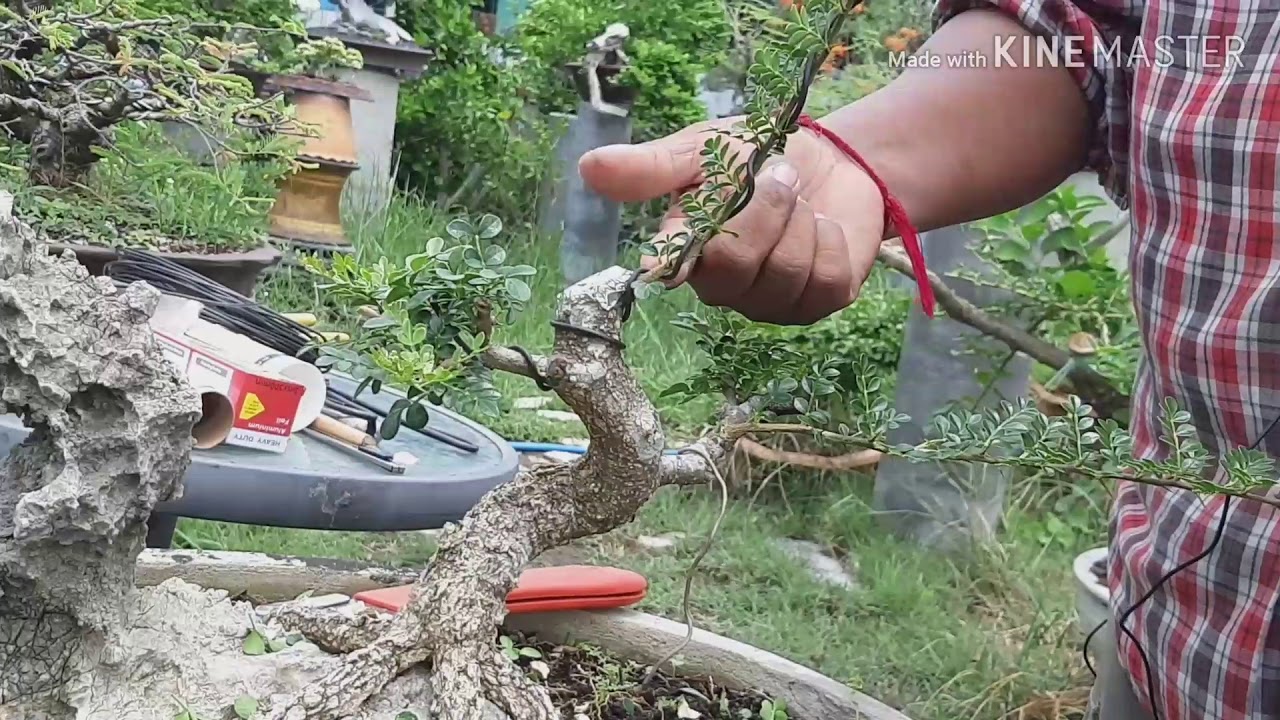 บอนไซ มะสังเกาะหิน วิธีแต่งหัวเขียงสำหรับมือใหม่
