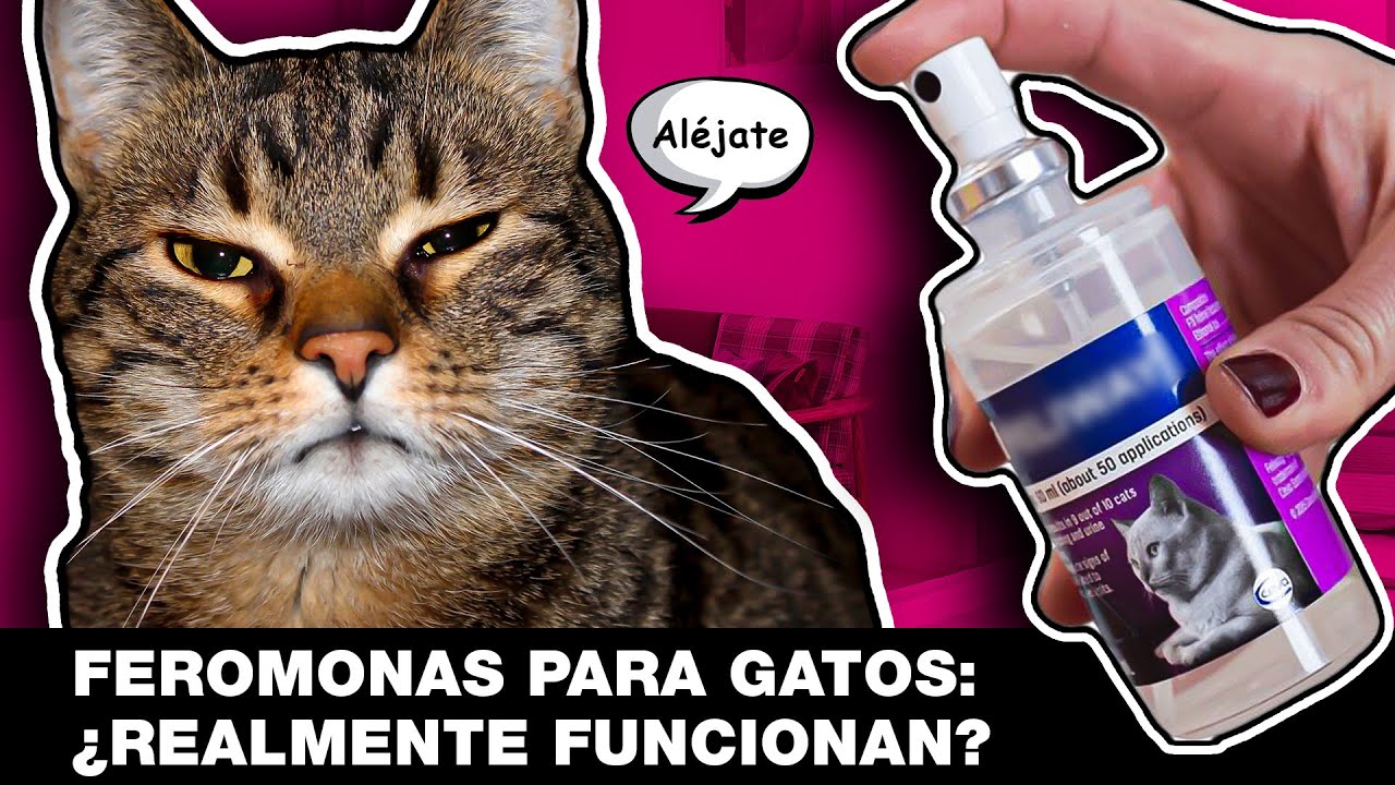 ¿QUÉ SON LAS FEROMONAS PARA GATOS? 😼 LA GATERÍA TV