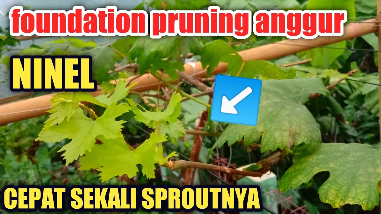 UPDATE FOUNDATION PRUNING ANGGUR NINEL‼️SPROUT CEPAT BANGET‼️