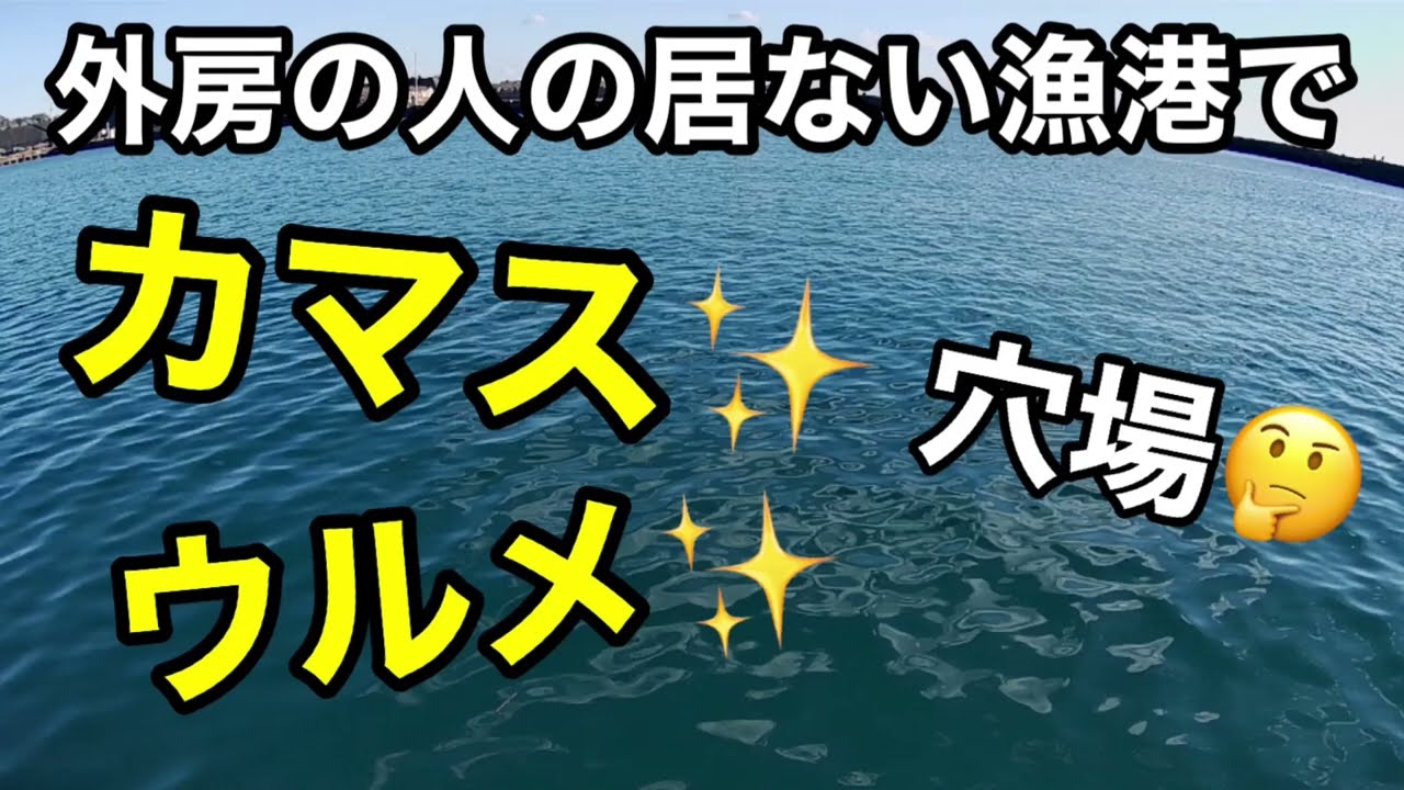 カマスで人気のＫ港近く⁉︎誰も居ない港で釣りしたらカマスと良型ウルメが釣れた⁉︎2023.12