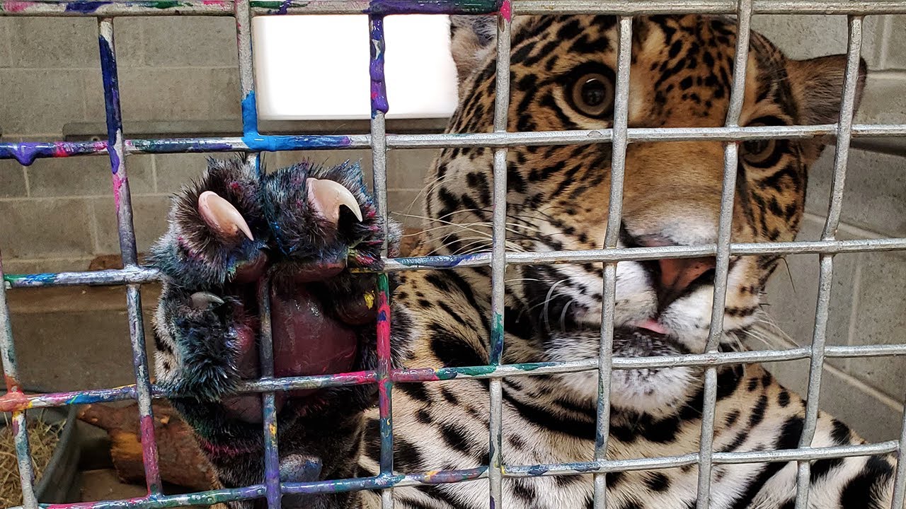 Keeper Connections: Painting with Jaguars
