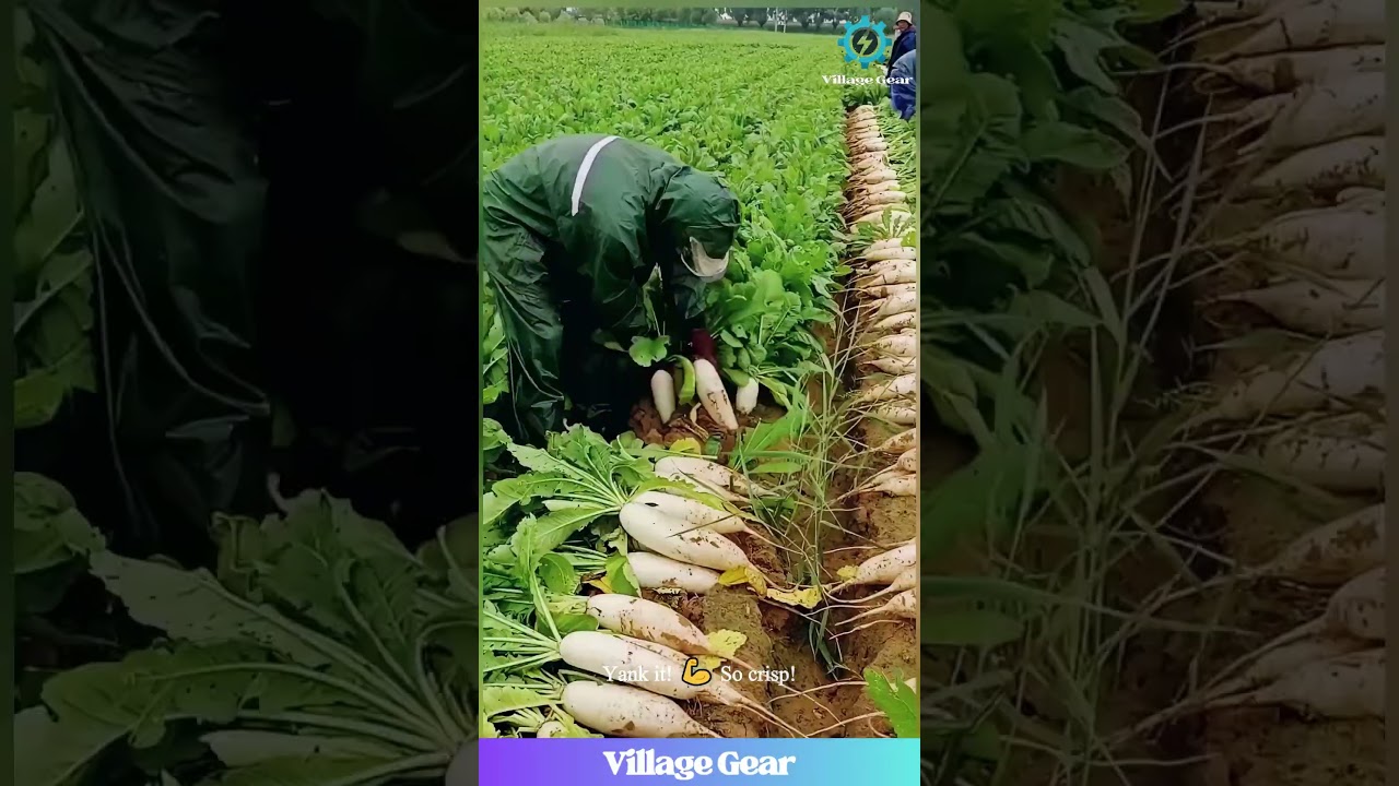 This GIANT Radish Pull is Oddly SATISFYING! 😂 #oddlysatisfying #asmr #radish #farming #harvest