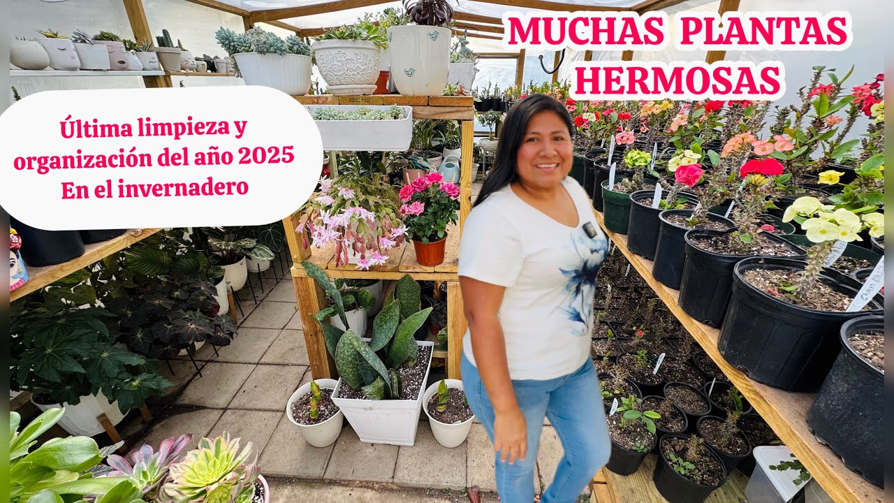 Trabajando en el invernadero antes de que acabe el año 2025 Muchas plantas hermosas 