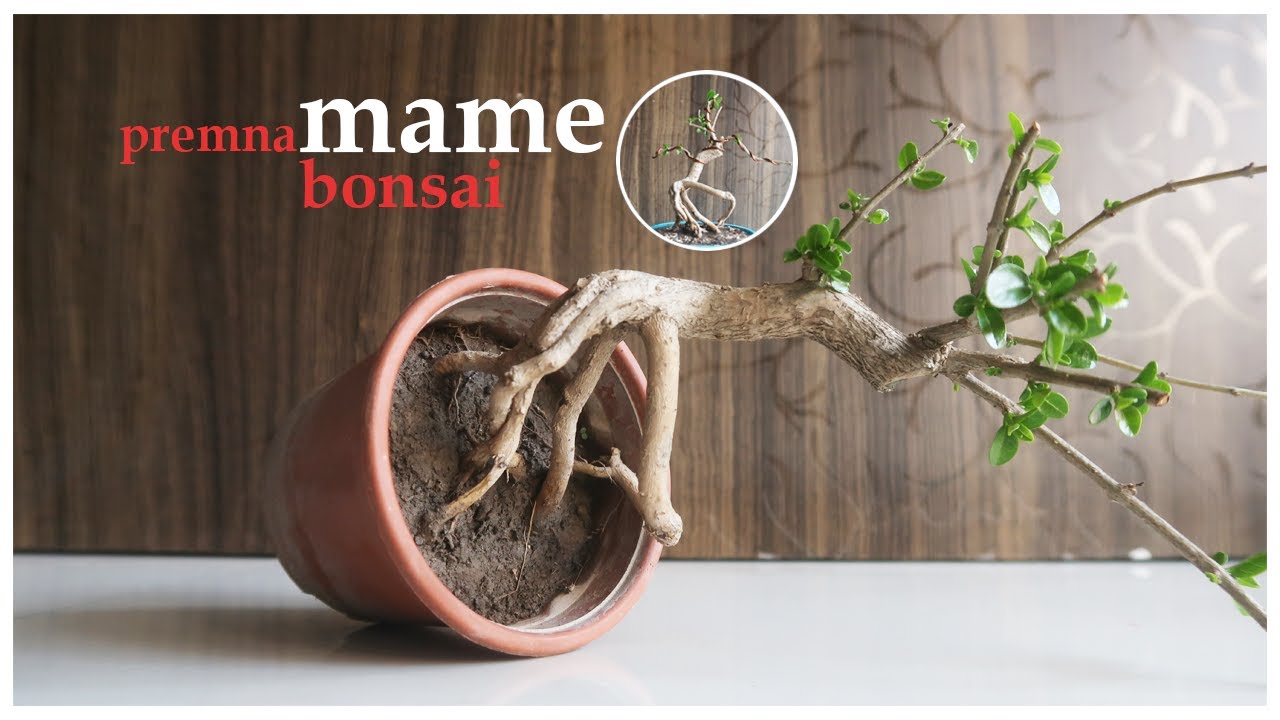 Mame Bonsai : How to Wire and Prune a Bonsai | Bonsai ideas