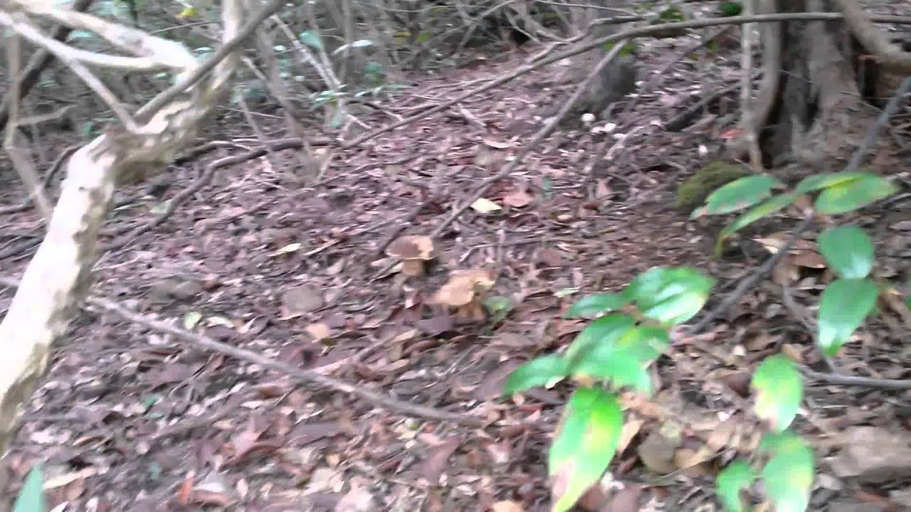 Maremma Fungaia da oltre 80 porcini in 50 mq