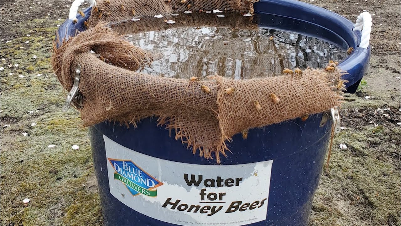Water for Bees - Learn how to create a simple watering station for bees and beneficial insects