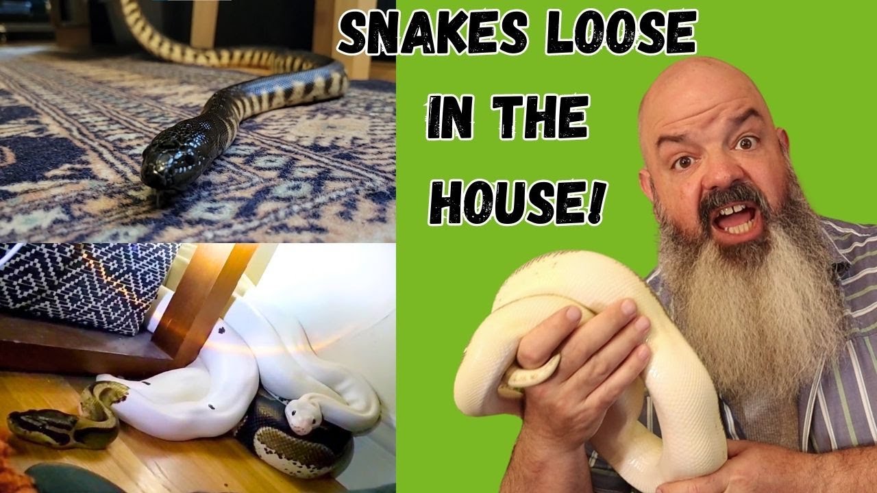 Letting My Snakes Free-Roam: These Are My Rules