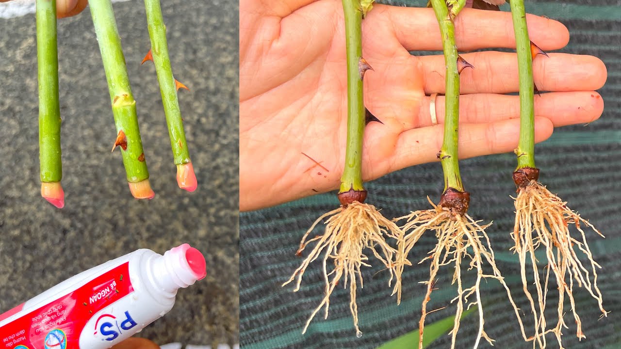 How to propagate rose branches that few people know | 薔薇の挿し木の仕方