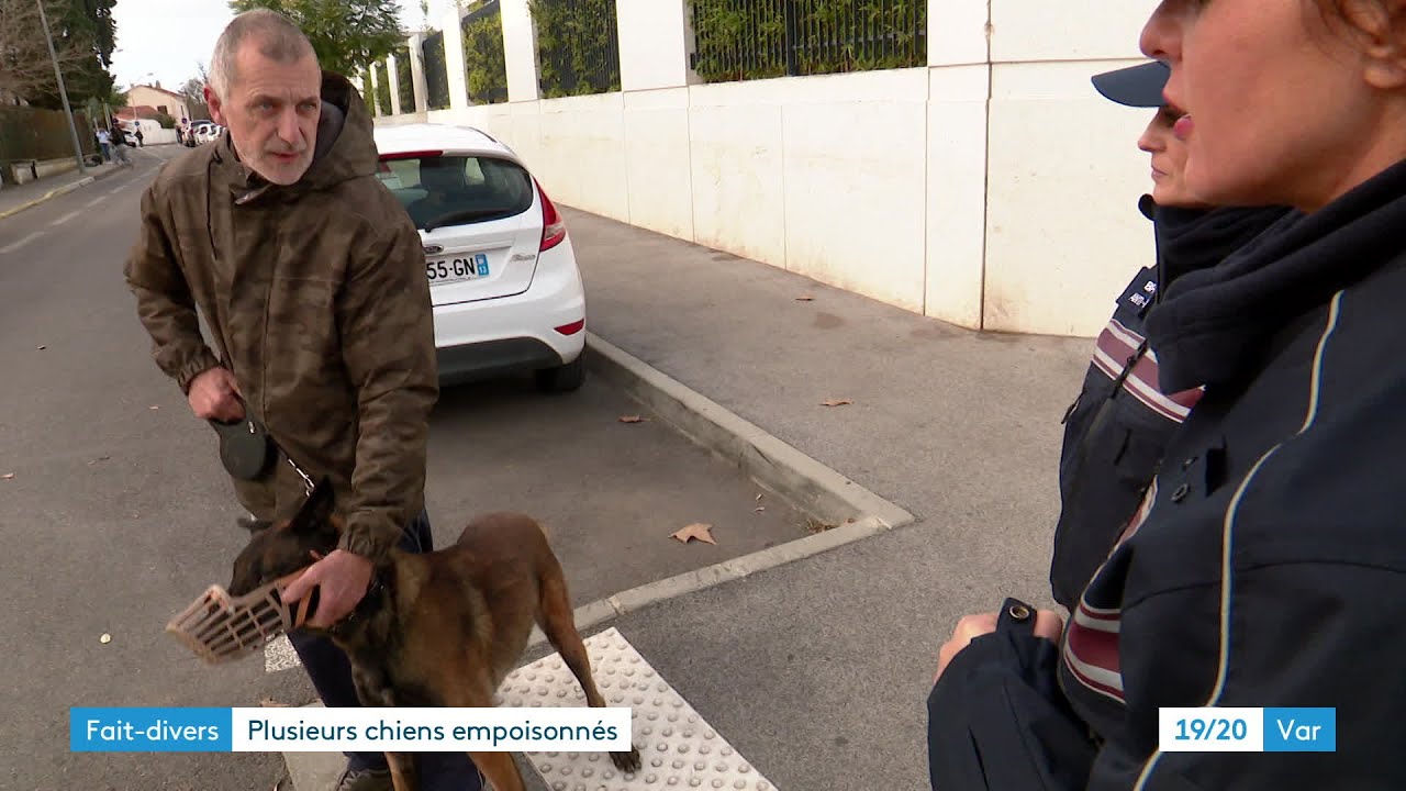 La Seyne-sur-Mer : plusieurs chiens empoisonnés