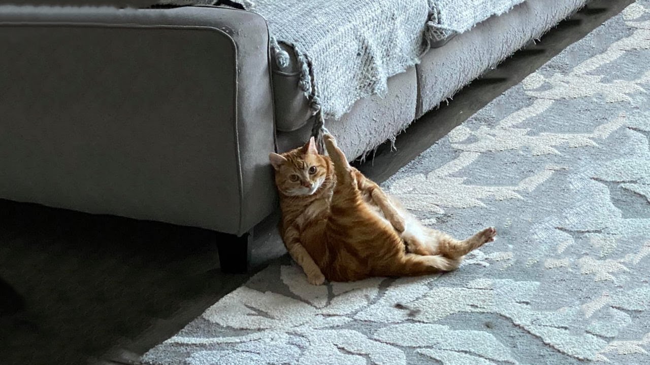 Try Not To Laugh 🤣 New Funny Cats Video 😹  Part 30