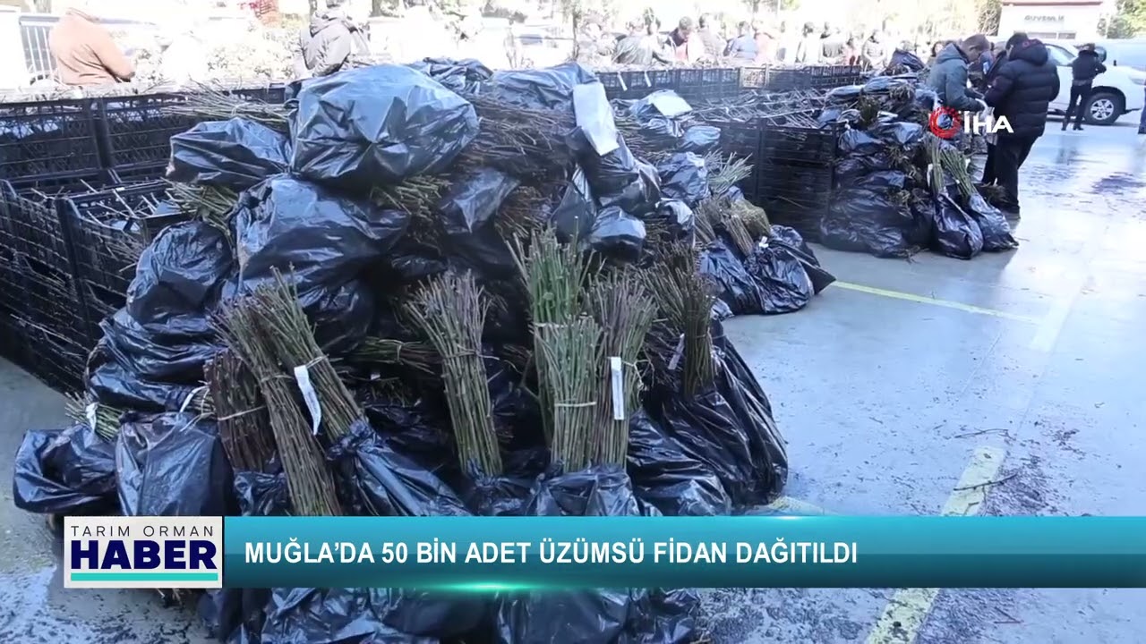 Muğla’da 50 bin adet üzümsü fidan dağıtıldı