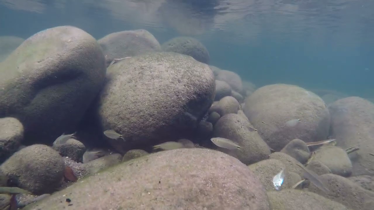 Conociendo los peces de Costa Rica : Río San José
