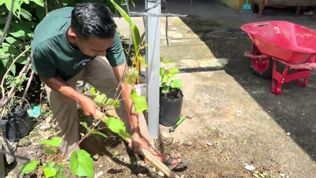 Cara membuat media tanam anggur super subur