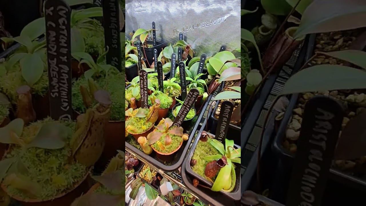 nepenthes pitcher plant grow tent tour #1