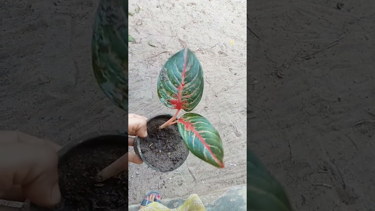 ## 1 rs to 100 rs plants only whatsapp 9656961799 ##