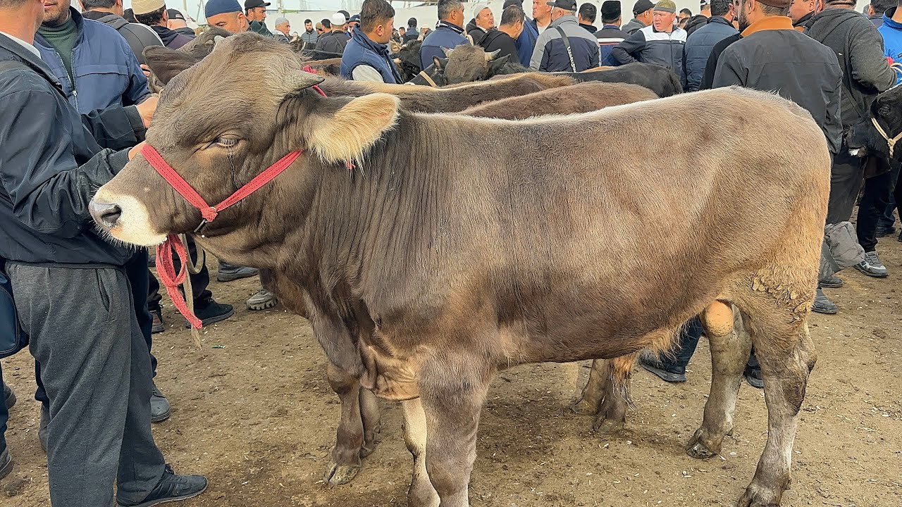 28 марта 2026 г АНДИЖОН ХУЖАОБОД МОЛ БОЗОРИ ЁШ НОВВОСЛАР НАРХЛАРИ ANDIJON XOʻJAOBOD MOL BOZORI NARXI
