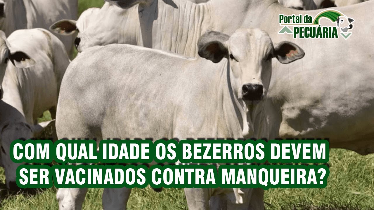 Com qual idade os bezerros devem ser vacinados contra manqueira?