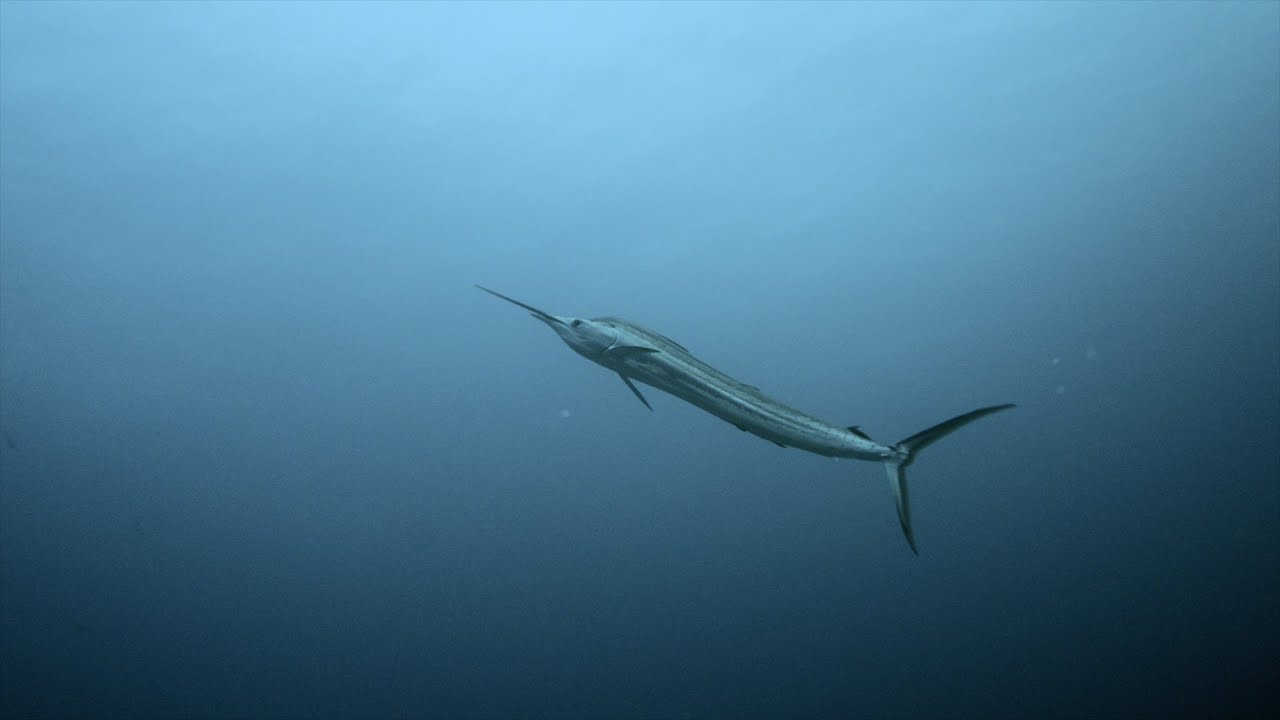 Diving Maldives, February 2025