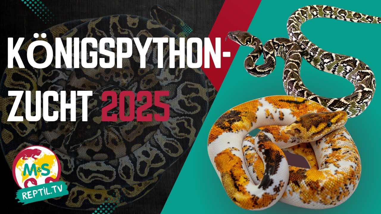 💎 Königspython-Zucht 2025: Unsere spannendsten Projekte! 🐍