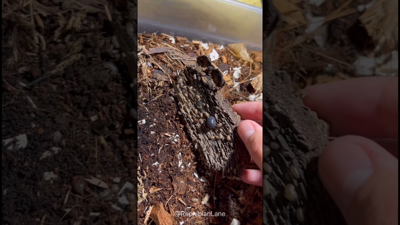 Why You Should Be Careful When Buying Pets From Big Stores ❌🐕- Porcellio Pruinosus Isopods 🪲