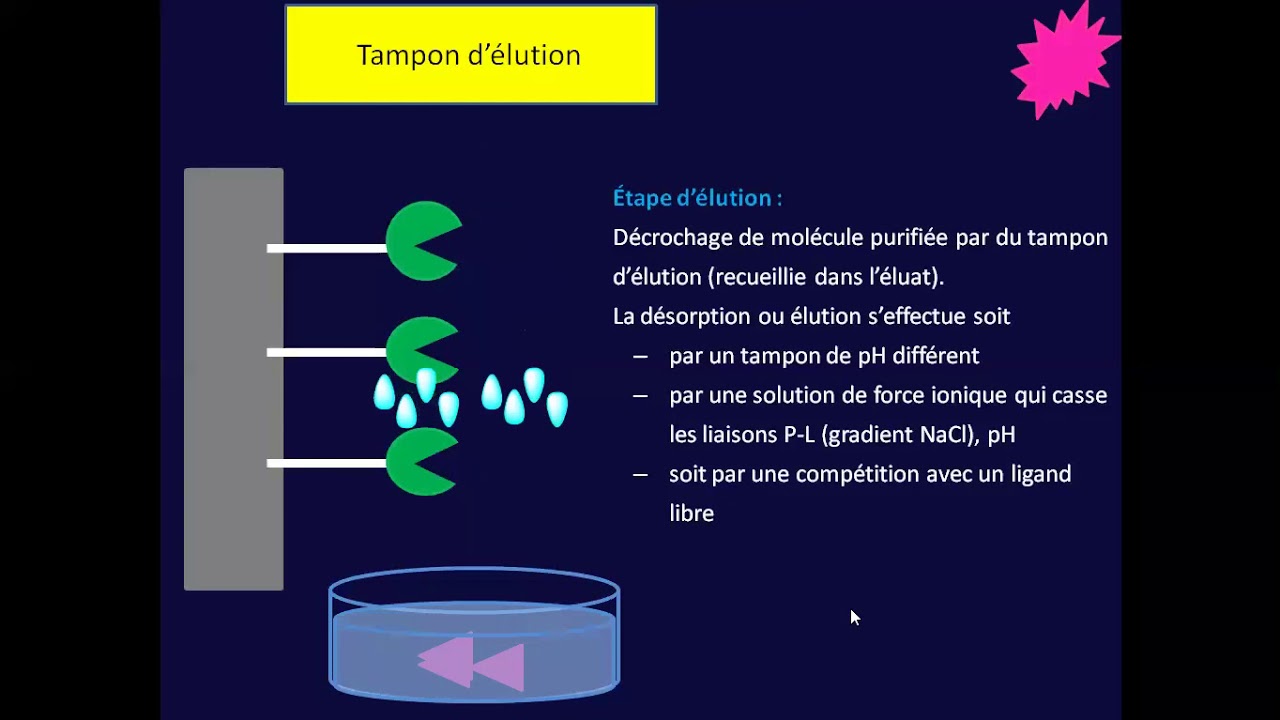 6-Chromatographie d'Affinité