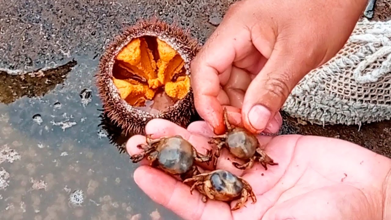 No creerás lo que encontramos dentro del Erizo de Mar😲😲. | Como abrir un erizo de mar para comerlo.