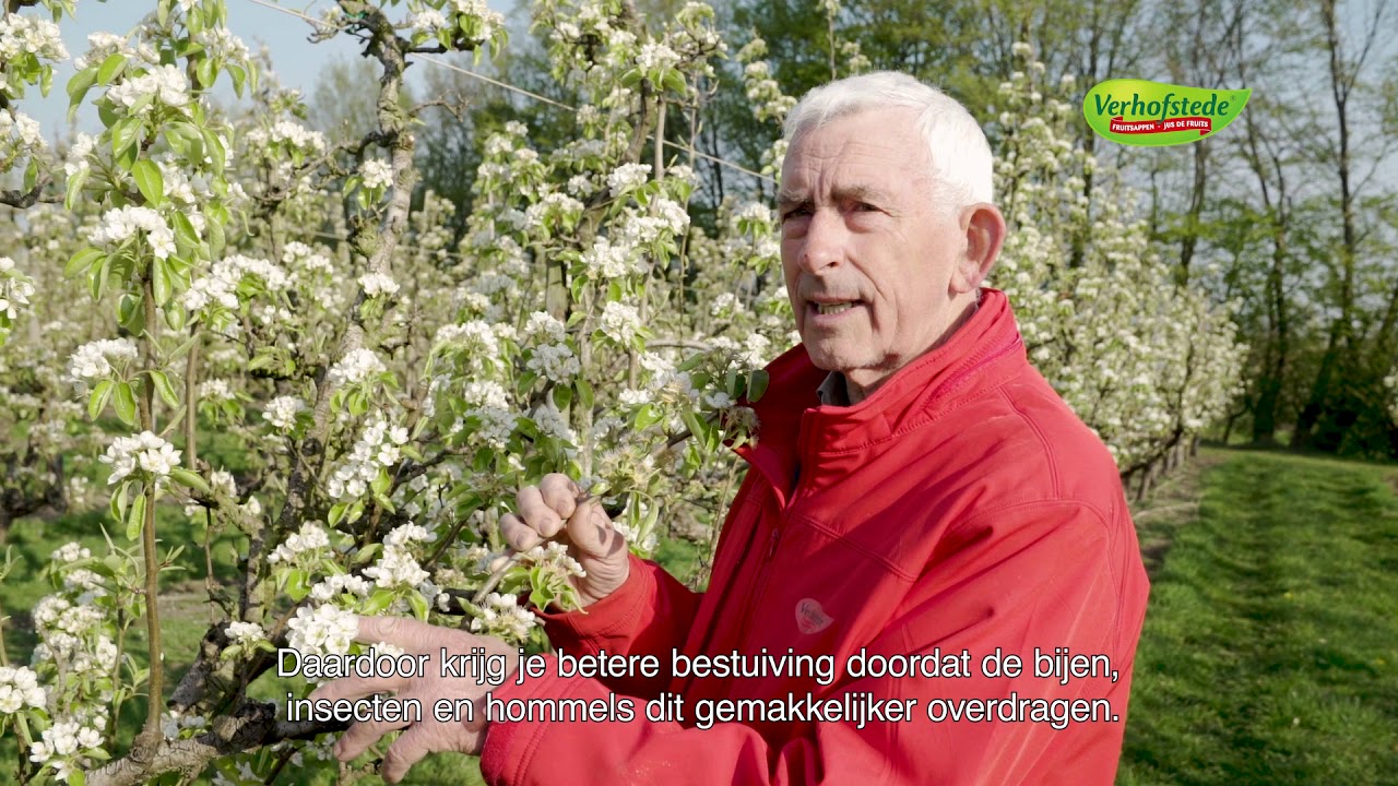 Verhofstede lente Bloesems