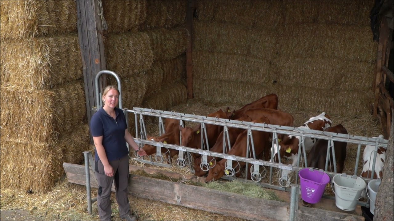 Jungrinder – Der Übergang vom Kalb zur Kuh