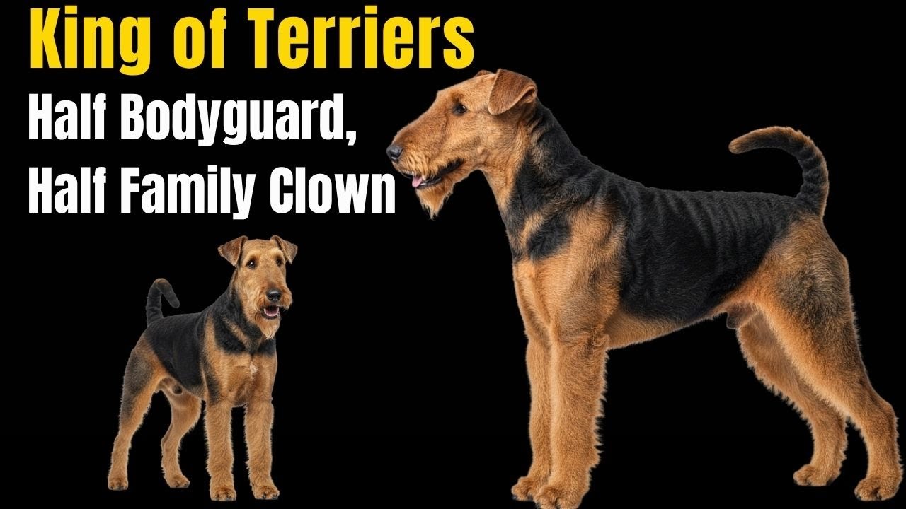 Airedale Terrier The Dog That Will Delight You… or Drive You Crazy