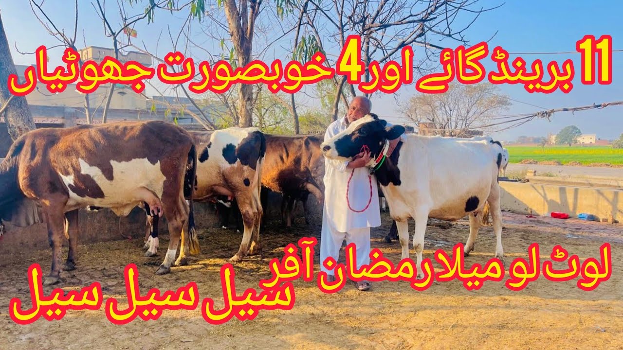 صوبیدار رفاقت سیالکوٹ 11برینڈگائے اور 4جھوٹیاں دستیاب ہیں 13فروری2026 barkatdairyfarm 