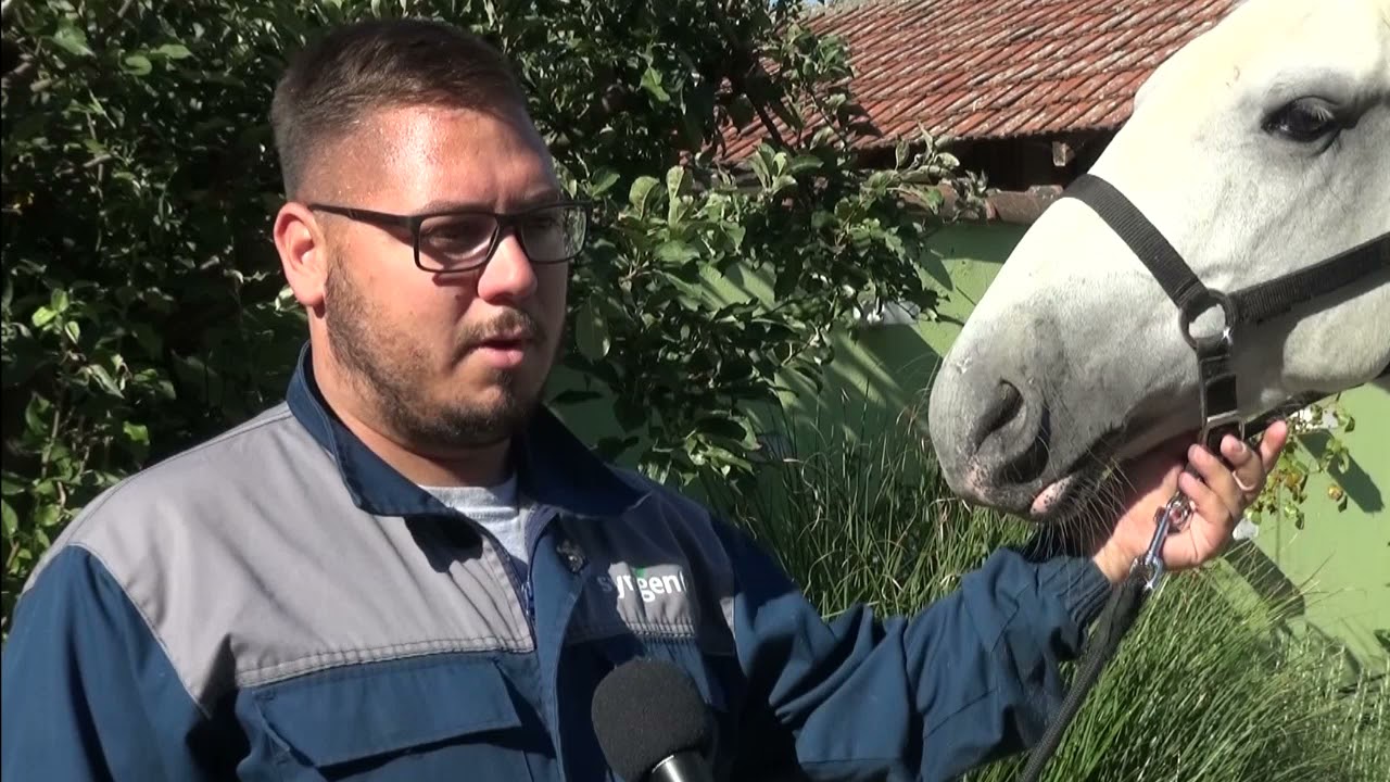 Kobila Lipica šampionka Poljoprivrednog sajma