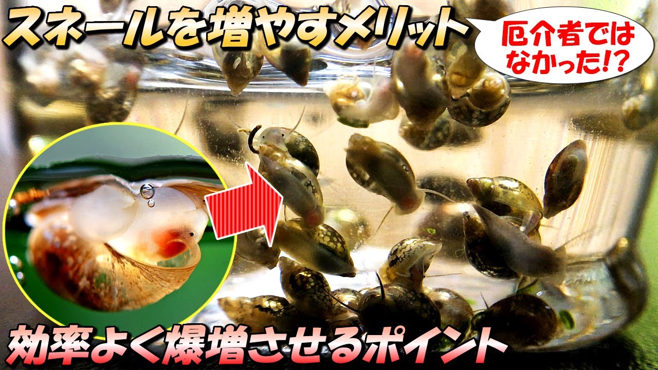 アクアリウム界で厄介なスネールを駆除（退治）せず爆増させまくるメリットや増やし方【コスパ最強の活餌】