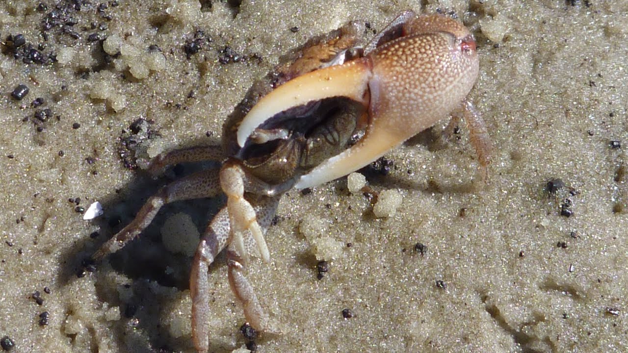 Marsh Friends- Species Diversity in a Salt Marsh: In the Grass, On the Reef