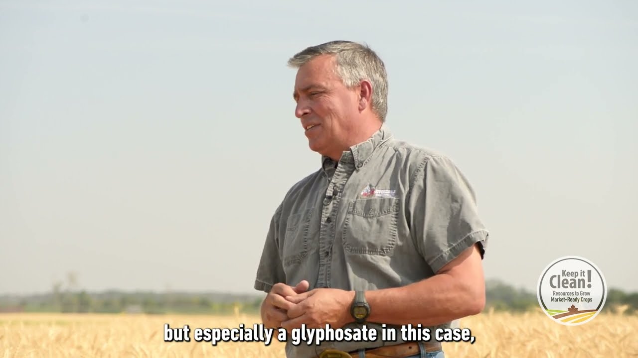 Pre-Harvest Glyphosate Application in Cereals